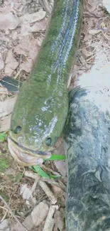 Fish and boot on a forest path with earthy ground textures.