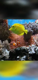 Fish Marine Biology Coral Live Wallpaper