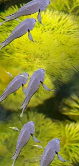 Fish swimming in green lake with vibrant lush surroundings.