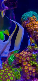 Fish Underwater Coral Live Wallpaper