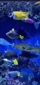 Fish Underwater Marine Biology Live Wallpaper