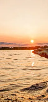 Fisherman releasing a fish during sunset on a calm lake, reflecting golden hues.