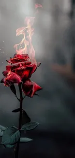 Vibrant red rose with flames on blurred background.