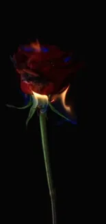 A red rose engulfed in flames against a black background.