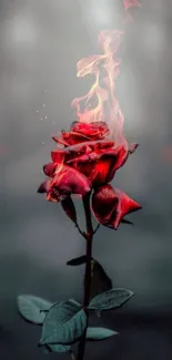 A dramatic red rose engulfed in flames, symbolizing passion.