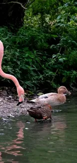 Flamingo and ducks by a lush green pond in a peaceful nature setting.