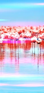 Flamingo flock standing in blue water under a bright sky.