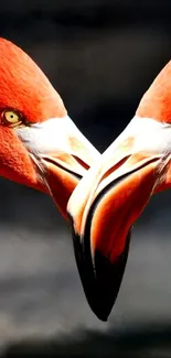 Two flamingos form a heart shape set against a dark background.