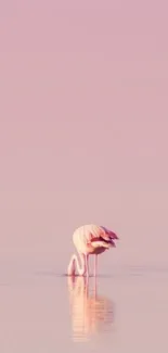 Lone flamingo standing in tranquil pink water.