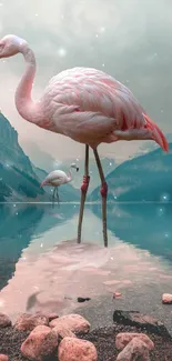 Two flamingos standing in a serene mountain lake with reflection.