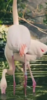 Flamingos standing gracefully in a pond, surrounded by lush greenery.