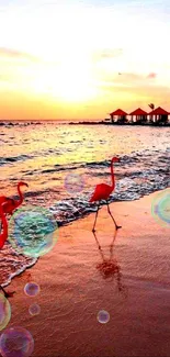 Flamingos walking on a beach at sunset.