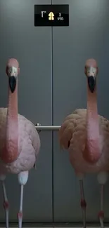 Two flamingos standing side by side in an elevator.