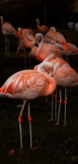 Flamingos standing in a natural habitat.