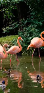 Flamingos standing in a serene pond surrounded by lush greenery.