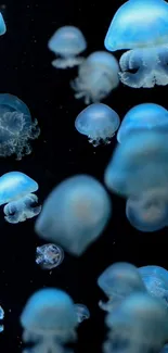 Blue jellyfish float gracefully against a dark background.