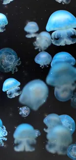 Beautiful blue jellyfish float against a black background in this mobile wallpaper image.