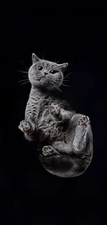 A floating grey cat on a black background.