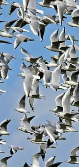 Flock of seagulls soaring through a clear blue sky.