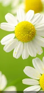 Flora Flower Plant Live Wallpaper