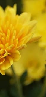 Close-up of vibrant yellow flowers with detailed petals.