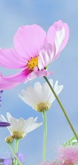 Pink and white flowers under a blue sky.