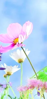 Serene mobile wallpaper with pink and white flowers on a blue sky background.