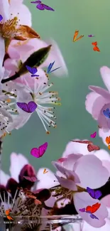 Pink cherry blossoms with colorful butterflies on a green background.