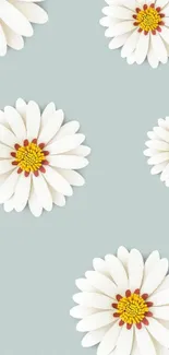 White daisy flowers on a light blue background wallpaper.