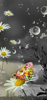 Colorful butterfly on daisies with raindrop effect.