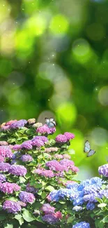 Vibrant hydrangeas and butterflies in a green bokeh garden scene.