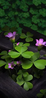 Green clover with purple flowers on a wooden background.