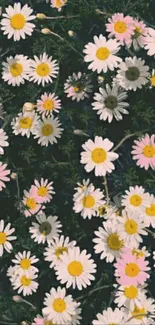 Mobile wallpaper with pink and white daisies on dark green background.