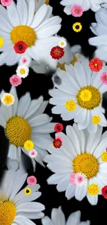 Colorful daisies on a black background mobile wallpaper.