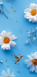 White daisies and hummingbird on blue background wallpaper.