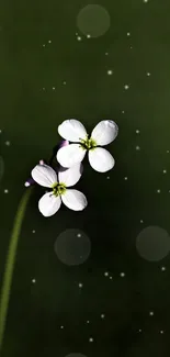 White flowers on a dark green background with soft bokeh lights.