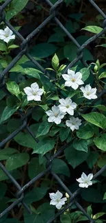 White flowers intertwined with a metal fence.