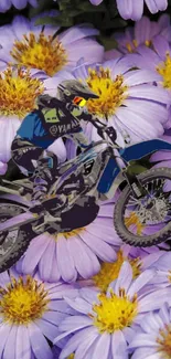 Motocross rider racing through purple daisies wallpaper.