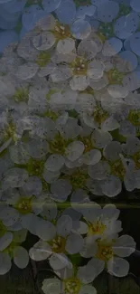 White flowers overlaying a mountain scene in phone wallpaper.