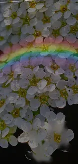 White flowers with a rainbow gradient background.