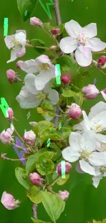 Blooming white and pink flowers on green background.