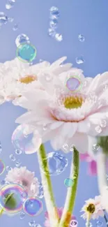 Spring daisies and bubbles on a blue sky background.