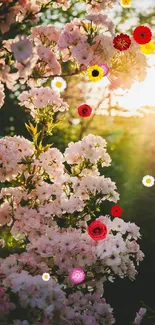 Blooming pink flowers in sunset light with colorful blooms.