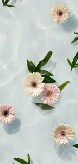 Delicate flowers floating on clear water with green leaves.