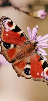 Vibrant butterfly resting on a purple flower close-up.