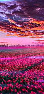 Vibrant sunset over a tulip field with colorful sky.