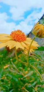 Vibrant yellow flower with blue sky background.