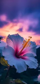 Hibiscus flower against a vibrant sunset sky.