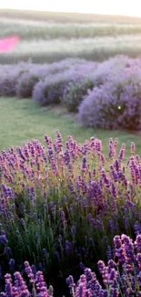 A serene lavender field during sunset.