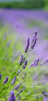 Scenic lavender fields with purple tones.